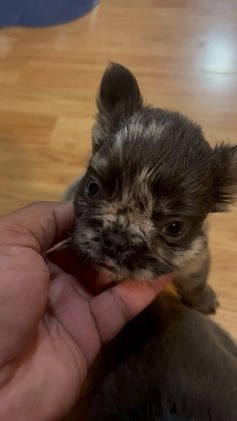 French Bulldog dogs for sale: French Bulldog Puppy 1 - Video 1