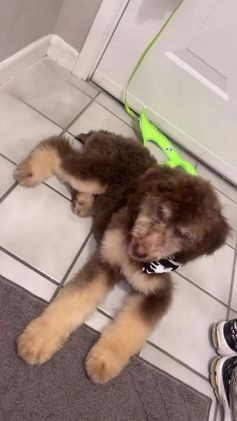 Standard Poodle dogs for sale: Dasher (can be renamed)  - Video 1