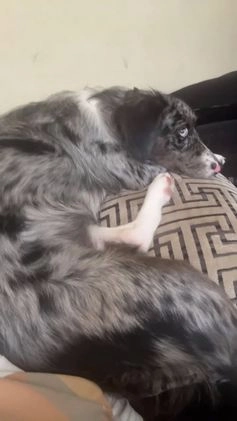 Mixed Breed dogs for sale: Oakley - Video 2