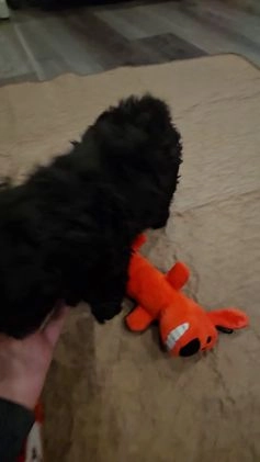 Cockapoo dogs for sale: Piglet - Video 1