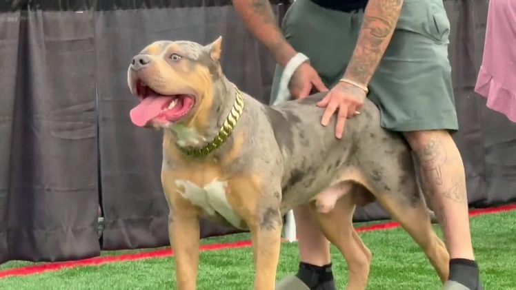 American Bully dogs for stud: Bru - Video 1