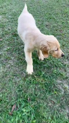 Golden Retriever dogs for sale: Golden Retriever Puppy 1 - Video 1