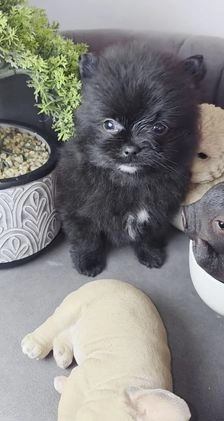 Pomeranian dogs for sale: Pomeranian Puppy chocolate  - Video 3