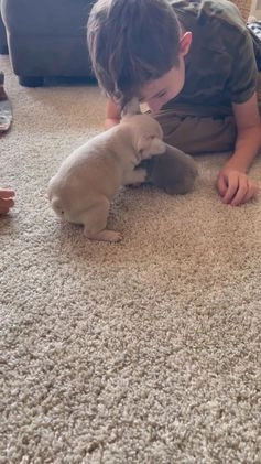 French Bulldog dogs for sale: Bella - Video 1