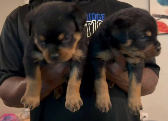 Rottweiler dogs for sale: Rottweiler Puppy 1 - Video 1