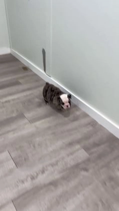 English Bulldog dogs for sale: Mack - Video 1