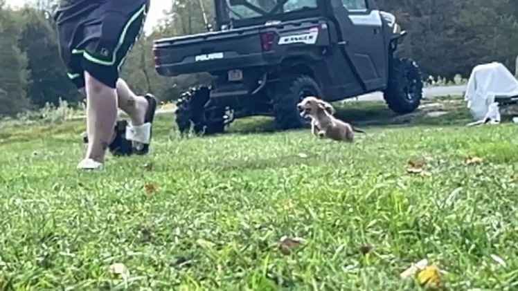 Miniature Dachshund dogs for sale: Miniature Dachshund litter of 3 puppies - Video 1