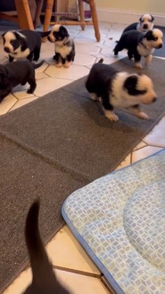 German Shepherd dogs for sale: Star - German Shepherd Puppy  - Video 1