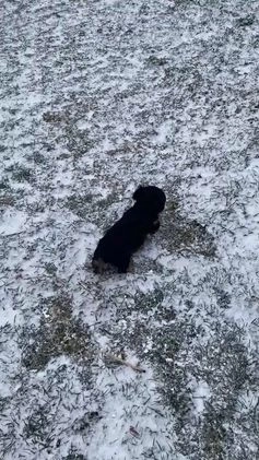 Yorkshire Terrier dogs for sale: Cali - Video 1