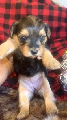Yorkshire Terrier dogs for sale: Spice - Video 1