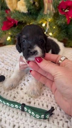 Mixed Breed dogs for sale: Frank - Video 1