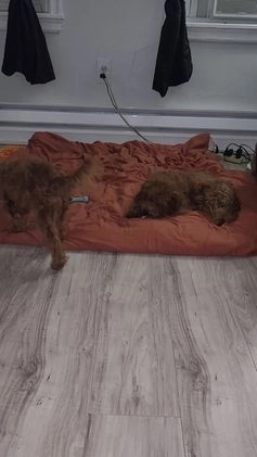 Cavapoo dogs for sale: Pharoah - Video 1