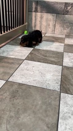 Miniature Dachshund dogs for sale: Brody - Video 1