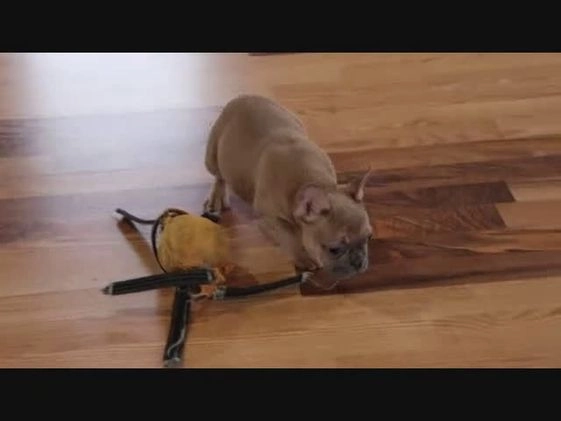 French Bulldog dogs for sale: Sugarplum - Video 1