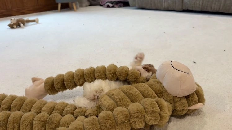 Miniature Poodle dogs for sale: Josie  - Video 1