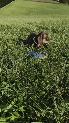 Miniature Dachshund dogs for sale: Oscar - Video 1