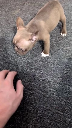 Frenchton dogs for sale: Lady - Video 1