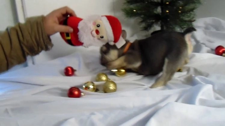 French Bulldog dogs for sale: Todd - Video 4