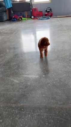 Miniature Poodle dogs for sale: Harley - Video 1