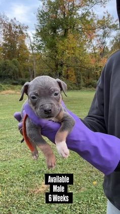 American Bully dogs for sale: Cookie Monster  - Video 6