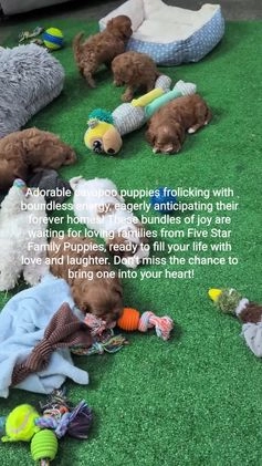 Cavapoo dogs for sale: Parley - Video 1