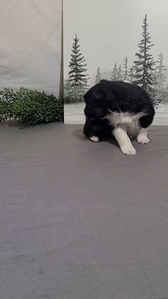 Miniature Australian Shepherd dogs for sale: Annie - Video 1