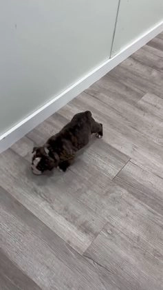 English Bulldog dogs for sale: Reba - Video 1