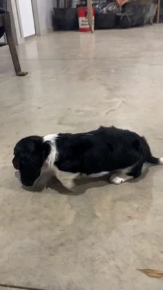 Miniature Dachshund dogs for sale: Oscar - Video 3