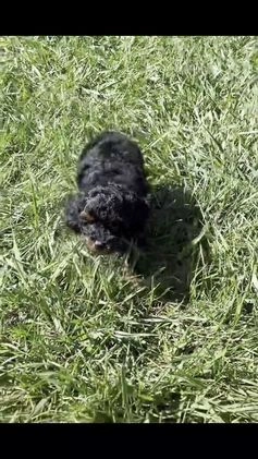 Toy Poodle dogs for sale: Ginny  - Video 1