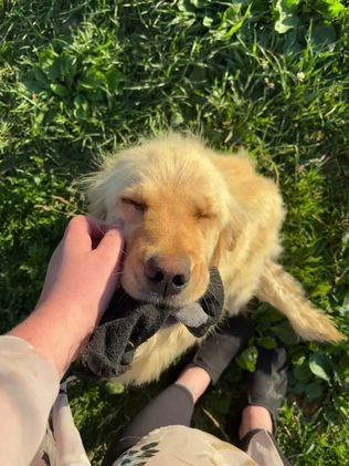 Goldendoodle dogs for sale: Hazel - Video 1