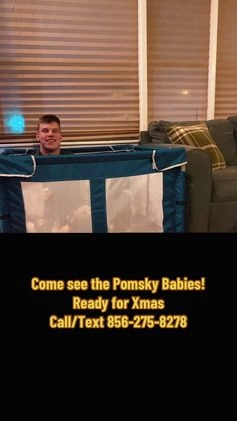 Pomsky dogs for sale: Bashful  - Video 2