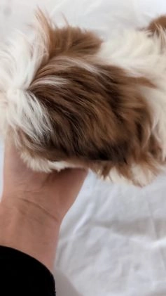 Shih Tzu dogs for sale: Mason - Video 1