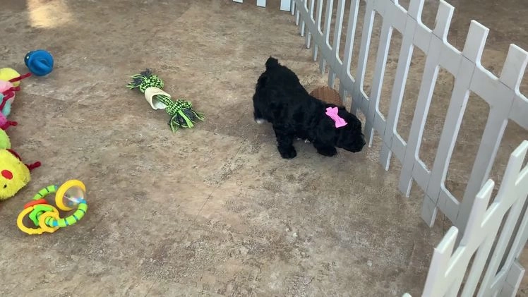 Toy Poodle dogs for sale: becky - Video 1