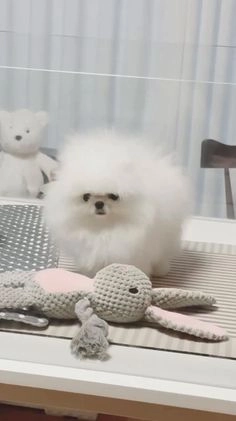 Pomeranian dogs for sale: Pomeranian Puppy 1 - Video 1