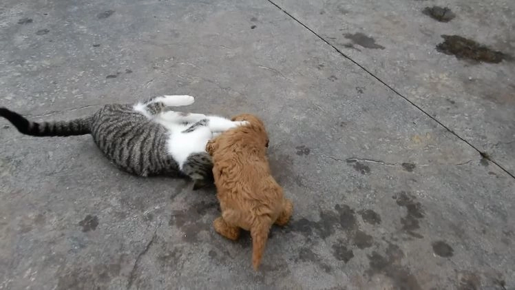 Mini Goldendoodle dogs for sale: Oliver - Video 1