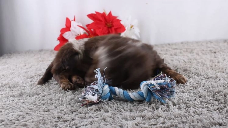 Miniature Dachshund dogs for sale: Jordan - Video 1