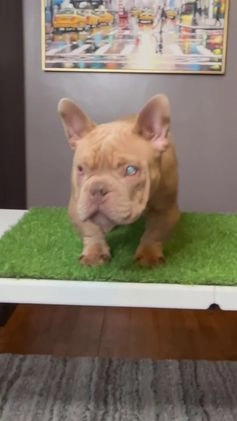 American Bully dogs for sale: American Bully Puppy 1 - Video 1