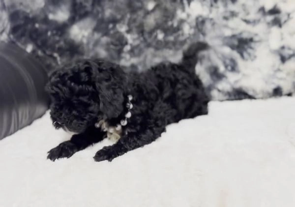 Cavapoo dogs for sale: Jett - Video 1