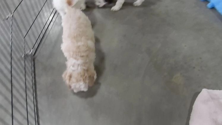 Cockapoo dogs for sale: Luka - Video 2