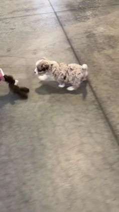 Aussiedoodle dogs for sale: Hendrik - Video 1