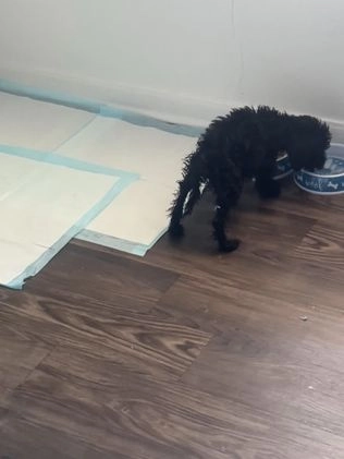 Mixed Breed dogs for sale: Mixed Breed Puppy 1 - Video 1