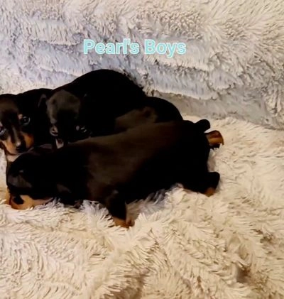 Miniature Pinscher dogs for sale: Pat  - Video 1
