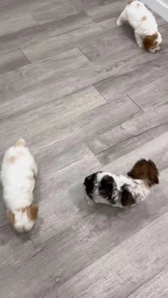 Cockapoo dogs for sale: Elska - Video 2