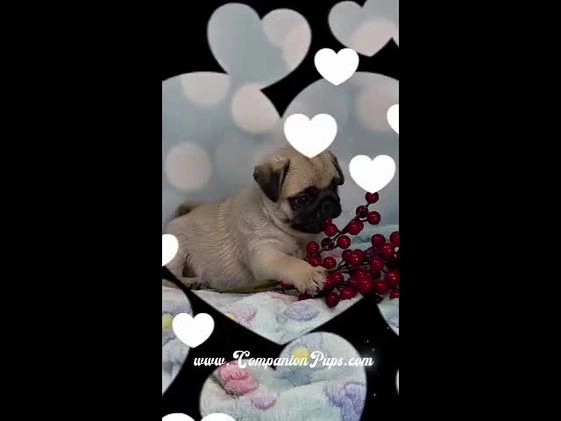 Pug dogs for sale: Best Friend for Life - Brady- Memoriable Christmas Puppy! - Video 1