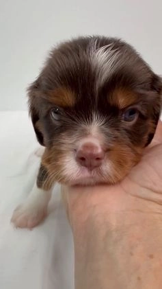 Cavalier King Charles Spaniel dogs for sale: Brownie - Video 1