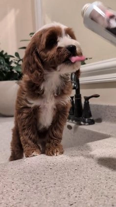Cavapoo dogs for sale: Sadie  - Video 1