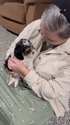 Cavapoo dogs for sale: Enzo - Video 1