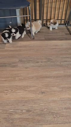 Shih Tzu dogs for sale: Boots - Video 1