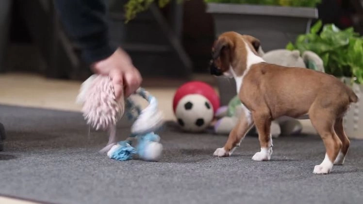 Boxer dogs for sale: Maxl - Video 3