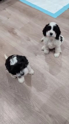 Cockapoo dogs for sale: Blake (F2b) - Video 1